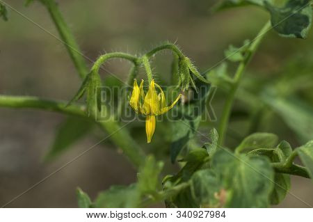 Fresh Tomato Plant In Organic Farm