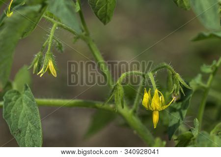 Fresh Tomato Plant In Organic Farm