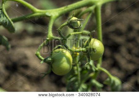 Fresh Tomato Plant In Organic Farm