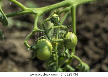 Fresh Tomato Plant In Organic Farm