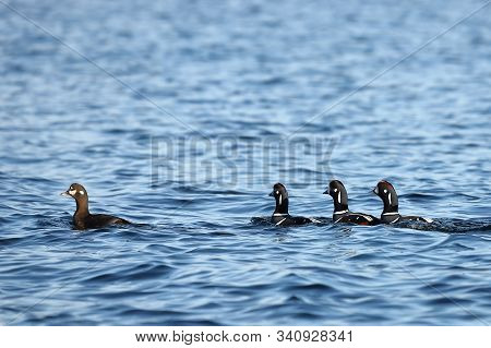 Ducks Flock Swimming In Blue Sea Water.  Wild Harlequin Ducks (histrionicus Histrionicus) In Natural