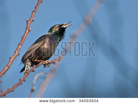 starling