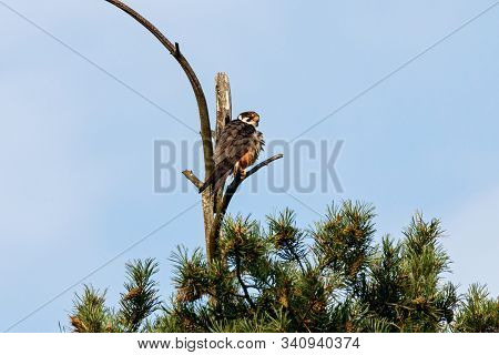 Eurasian Hobby Falco Subbuteo Sitting On Top Of Pine Tree. Cute Majestic Falcon Bird Of Prey In Wild