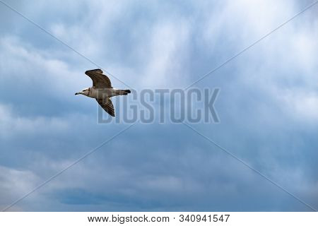 A Seagull Soars In The Sky Against A Background Of White Clouds. Amur Bay, Vladivostok, Russia.a Sea