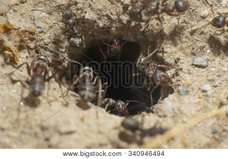 Ants In A Nest Hole Macro, Closeup