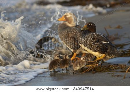 Falkland Steamer Duck (tachyeres Brachypterus) With Chicks On A Sandy Beach On Sea Lion Island In Th
