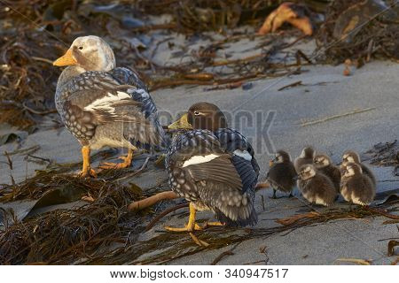 Falkland Steamer Duck (tachyeres Brachypterus) With Chicks On A Sandy Beach On Sea Lion Island In Th