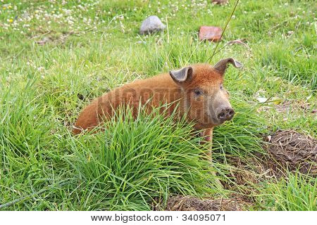 Live Domestic Pig In Ecuador
