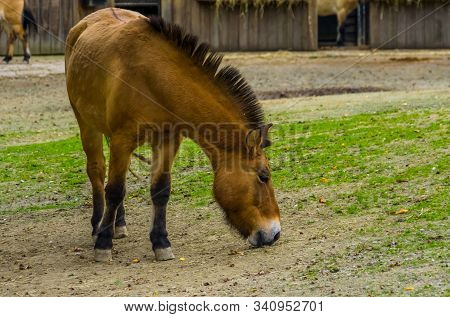 Portrait Of A Wild Mongolian Horse Grazing In The Pasture, Endangered Animal Specie From The Steppes
