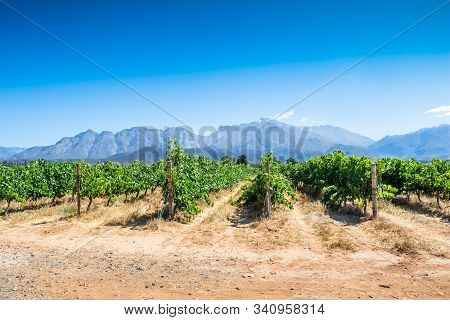 Grape Vines On A Hot Summer Day In Western Cape, South Africa