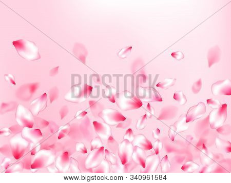 Spring Tree Flowers Parts, Airy Flying Petals On Rose Color Background. Pink Sakura Blossom Falling 