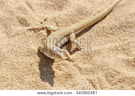 Rapid Fringe-toed Lizard Eremias Velox On Sand Dune. Cute Reptile In Wildlife.