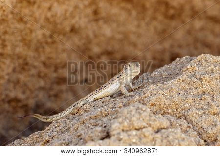 Rapid Fringe-toed Lizard Eremias Velox On Sand Dune. Cute Reptile In Wildlife.