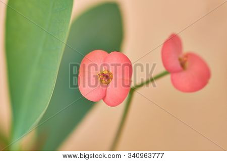 Euphorbia Milii, Known As Christ Thorn, Flowers And Thorn Close Up Photography