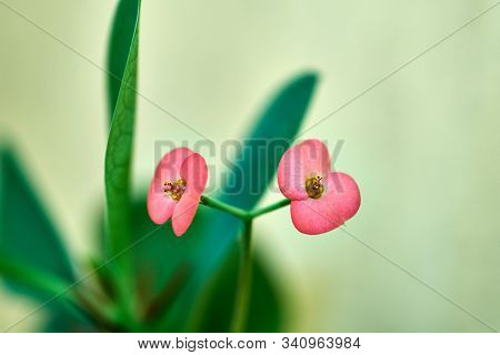 Euphorbia Milii, Known As Christ Thorn, Flowers And Thorn Close Up Photography