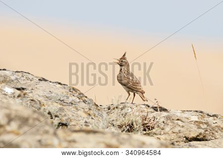 Crested Lark Galerida Cristata Singing On Rock. Cute Common South Meadow Songbird In Wildlife.