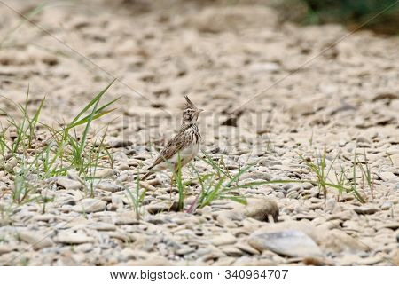 Crested Lark Galerida Cristata Standing On Ground. Cute Common South Meadow Songbird In Wildlife.