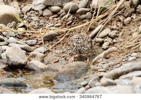 Crested Lark Galerida Cristata Drinking Water. Cute Common South Meadow Songbird In Wildlife.