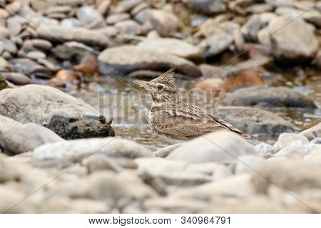 Crested Lark Galerida Cristata Drinking Water. Cute Common South Meadow Songbird In Wildlife.