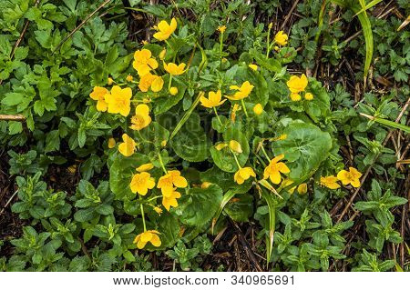 Yellow Woodland Anemone
