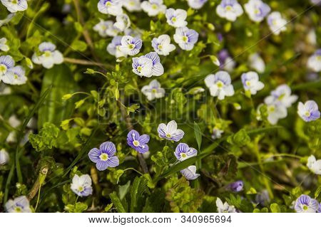 Blossoming Chamomiles And Creeping Speedwell Flowers
