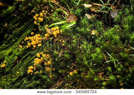 Stump In The Forest