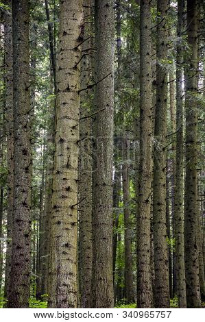 A Spruce Forest