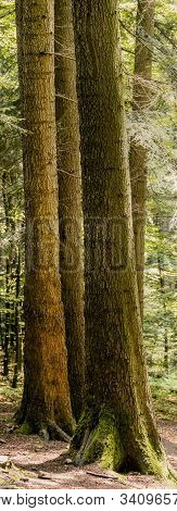 Trunk Of A Spruce Trees