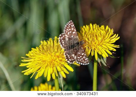 Grizzled Skipper Pyrgus Malvae Butterfly Sitting On Dandelion Flower. Cute Brown Spotted Insect In W