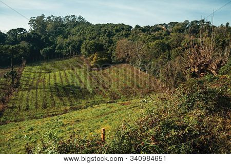 Bucolic Rural Landscape With Vineyards Going Up The Hill And Woods In A Cloudy Day Near Bento Goncal