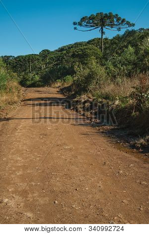 Dirt Pathway Passing Through Forest With Pine Trees In The Aparados Da Serra National Park, Near Cam