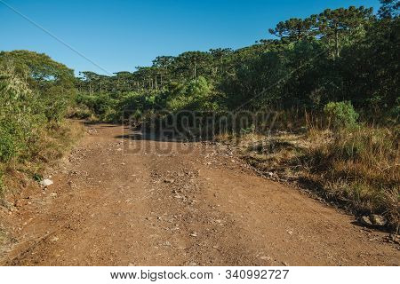 Dirt Pathway Passing Through Forest With Pine Trees In The Aparados Da Serra National Park, Near Cam
