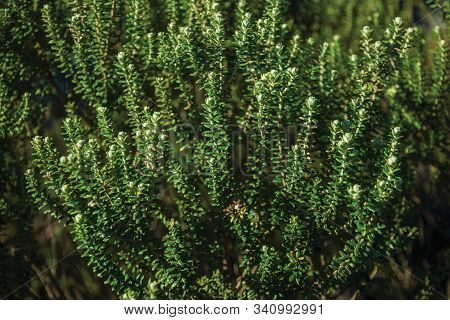 Pine Tree Branches With Its Typical Needle-shaped Leaves In The Aparados Da Serra National Park, Nea
