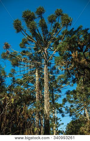 Pine Treetop With Sunlight Passing Through Branches In The Aparados Da Serra National Park Near Camb