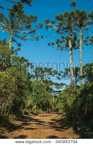 People Hiking On Dirt Pathway Through Forest With Pine Trees At Aparados Da Serra National Park, Nea