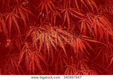 Lush Lava Background 2020 Color Leafs In Garden Background.close Up.design Concept. Classic Blue Lea