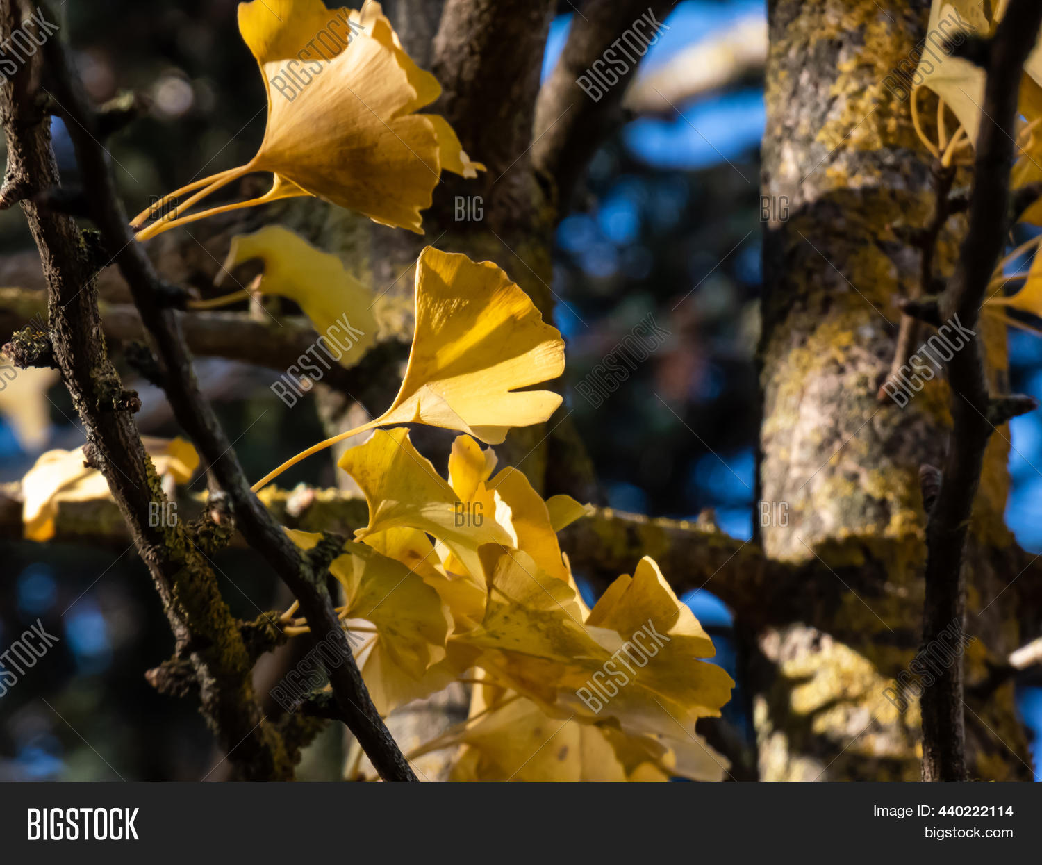 Yellow Fanshaped Image & Photo (Free Trial) Bigstock