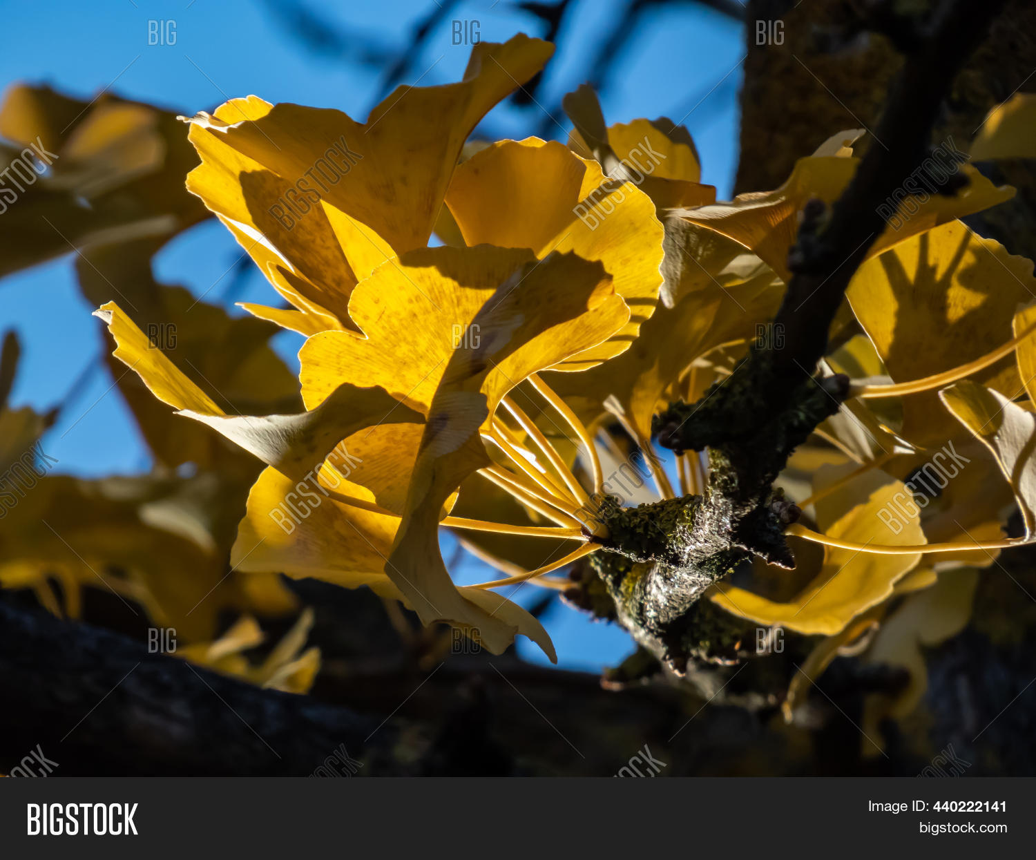 Yellow Fanshaped Image & Photo (Free Trial) Bigstock