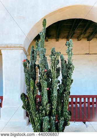 Large Cactus Plant Blooming Under A White Archway