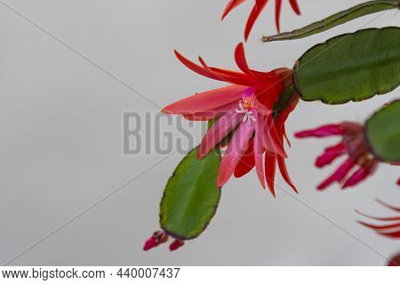 Ripsalidopsis Plant Blooms With Beautiful Red Flowers.
