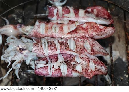 Delicious Grilled Splendid Squid Fresh From The Sea And Safe From Formalin