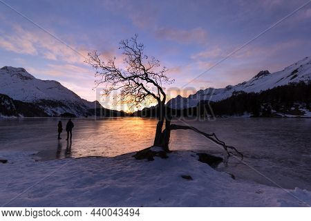 Silhouette Of An Old Tree With Dry Branches At The Water Side With Snow Mountain At The Background A