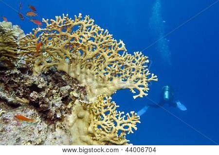coral reef with yellow fire coral and diver at the bottom of tropical sea