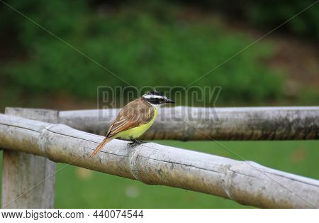 Great Kiskadee Bird In Colombia. High Quality Photo