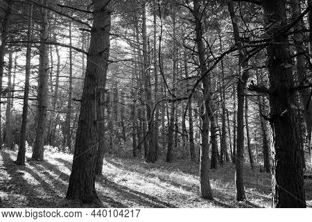 Pine Forest In Autumn, Enlightened By Sunset