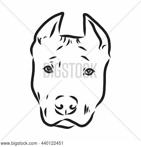 Sketch Of Dog Pit Bull Terrier. Vector Illustration
