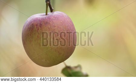 Sweet And Organic Plums Grown At Fu Shou Shan Farm Mountain In Taiwan
