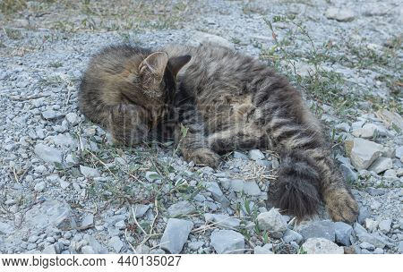 A Gray Striped Cat Is Lying And Sleapping On Rocks, Outdoors, In A Natural Environment. Copy Space.