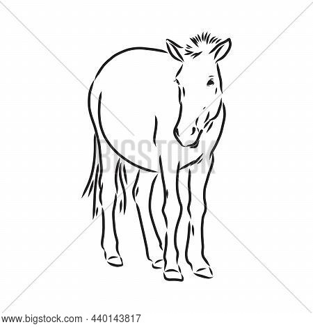 The Przewalskis Horse, An Abstract Image On A White Background. Vector Illustration, Picture A Wild 