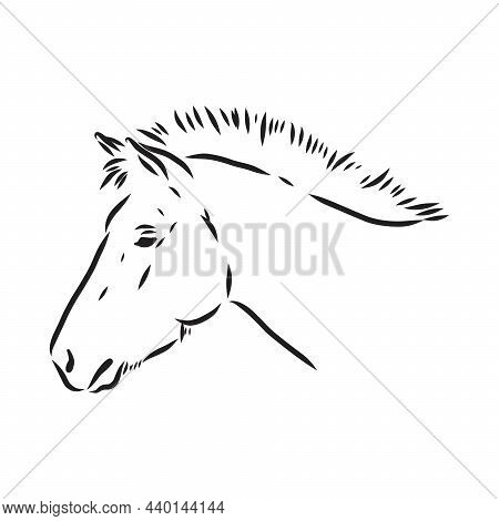 The Przewalskis Horse, An Abstract Image On A White Background. Vector Illustration, Picture A Wild 